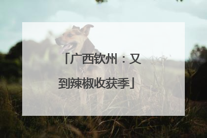 广西钦州：又到辣椒收获季
